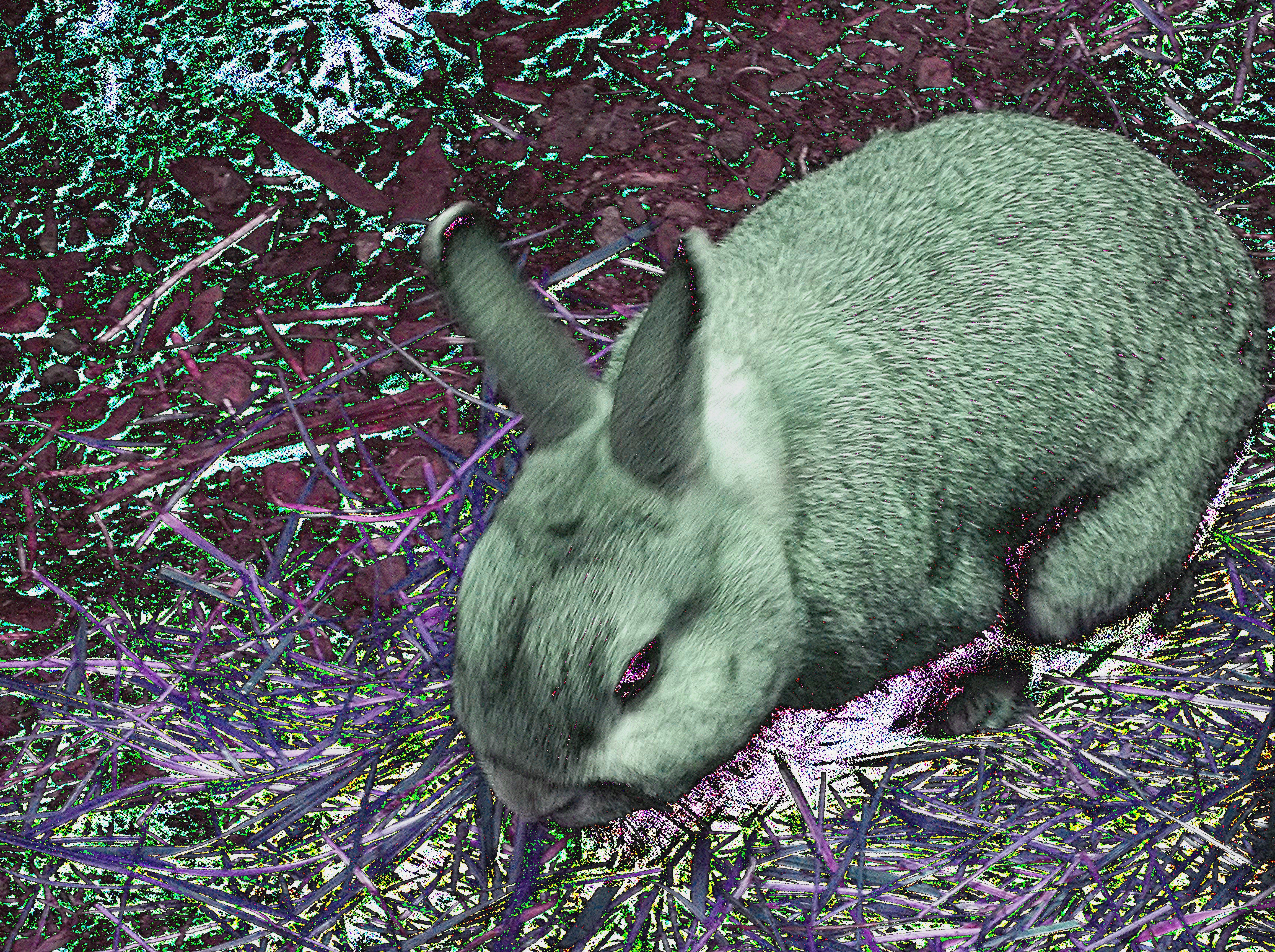 Kaninchen, Foto von Priska Müller, 2016